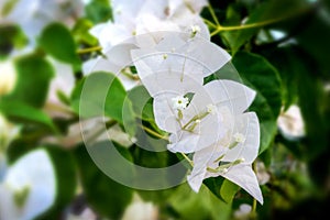 Beautiful white bougainvillea flowers closeup. Blue and vivid colors, green soft blurry background.