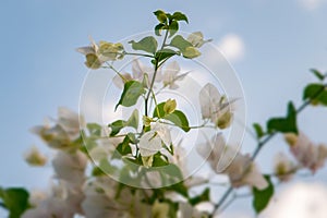 Beautiful white bougainvillea flowers closeup. Vivid colors and blue, green soft blurry background.