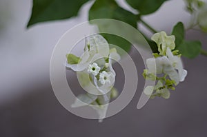 Beautiful white bougainvillea flowers closeup. Vivid colors, green soft blurry background.