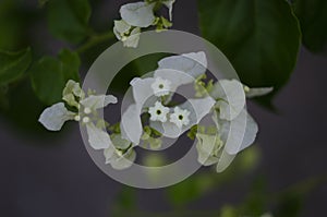 Beautiful white bougainvillea flowers closeup. Vivid colors, green soft blurry background.