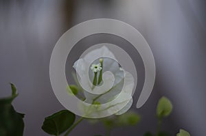 Beautiful white bougainvillea flowers closeup. Vivid colors, green soft blurry background.