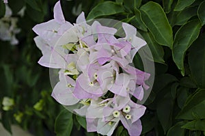 Beautiful white bougainvillea flowers closeup. Vivid colors, green soft blurry background.