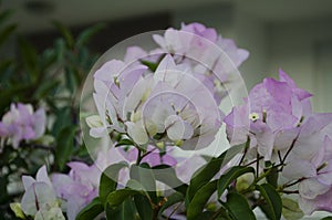 Beautiful white bougainvillea flowers closeup. Vivid colors, green soft blurry background.