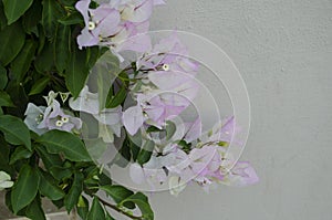 Beautiful white bougainvillea flowers closeup. Vivid colors, green soft blurry background.