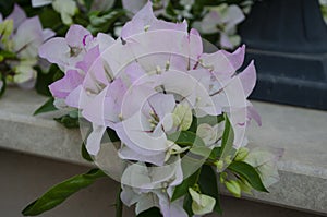 Beautiful white bougainvillea flowers closeup. Vivid colors, green soft blurry background.