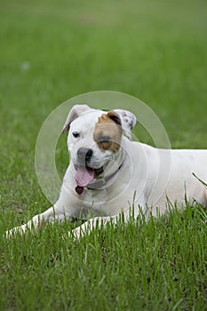 Beautiful white Boxer Bulldog mixed breed dog