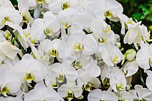 Beautiful White branch orchid flowers of Orchidaceae, Phalaenopsis, known as the Moth Orchid, abbreviated Phal in