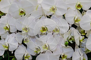 Beautiful White branch orchid flowers of Orchidaceae, Phalaenopsis, known as the Moth Orchid, abbreviated Phal in