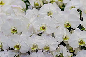Beautiful White branch orchid flowers of Orchidaceae, Phalaenopsis, known as the Moth Orchid, abbreviated Phal in