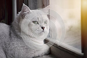a beautiful white British cat with green eyes watching the street from the window during sunset, horisontal