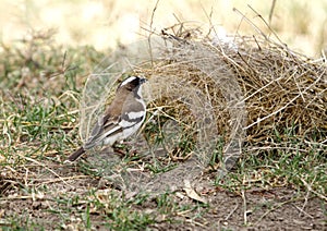 A beautiful White-browed Sparrow-Weaver