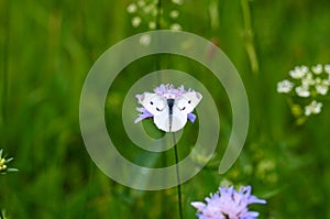 Beautiful white brown butterfly on the lilac flower