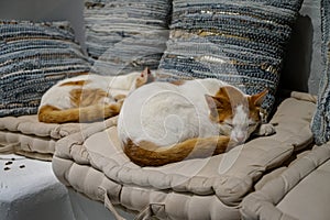 Beautiful white and brown color cats sleeping comfortably on white fabric comfy cushion with pillows background on sleepy day