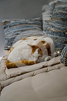 Beautiful white and brown color cats sleeping tight on white fabric comfy cushion with blue strip pillows background on sleepy day