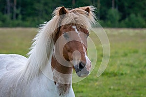 Beautiful white and brown Icelandic horse full of spirit