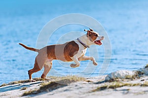 A beautiful white-brown male dog breed American Staffordshire terrier runs and jumps against the background of the water.