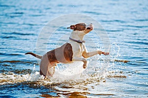 A beautiful white-brown male dog breed American Staffordshire terrier runs and jumps against the background of the water.