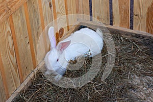 Beautiful white and brown rabbit on a bed of straw