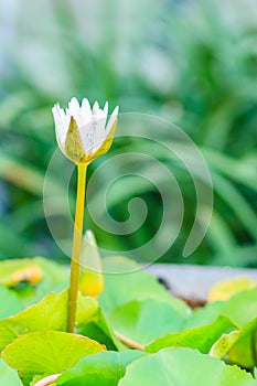 Beautiful white budding lotus flower on green leaves background