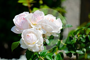 Beautiful white bunch rose flower in a spring season at a botanical garden.