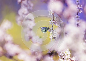 Beautiful white butterflies flit over the branches with pink buds of a flowering shrub in May warm sunny garden photo