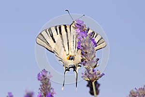 Beautiful white butterfly