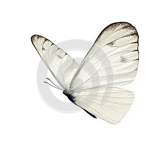 Beautiful white butterfly