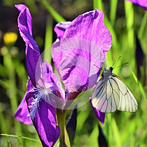 Beautiful white butterfly on blooming purple irises