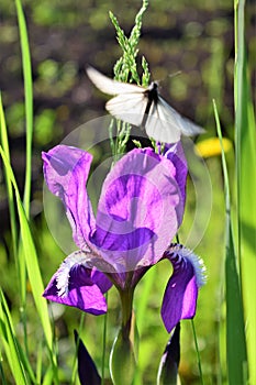 Beautiful white butterfly on blooming purple irises