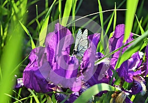 Beautiful white butterfly on blooming purple irises