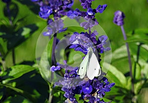 White butterfly on blue flower, Lithuania