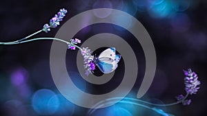 Beautiful white butterfly on the flowers of lavender. Summer spring natural image in blue and purple tones.