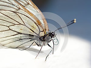 Beautiful white butterfly macro portret