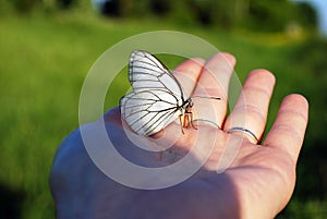 A beautiful white butterfly with patterns on its wings sits on the palm of your hand. Close up.