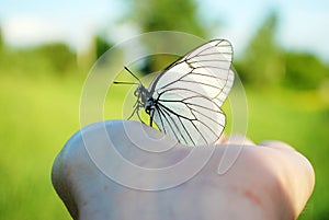 A beautiful white butterfly with patterns on its wings sits on the palm of your hand. Close up.