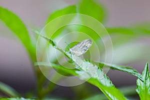Beautiful  White butterfly perched on a leaf