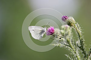 Beautiful white butterfly on plume thistle plant flower