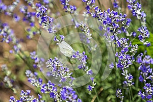 Beautiful white butterfly sitting on lavender flower, feeling nature.