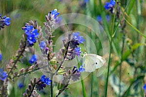 Beautiful white cabbage butterfly (Pieris rapae) on a blue flower