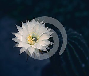 Beautiful white cactus flower