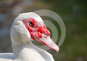 Beautiful white Cairina moschata duck close up at its red face.