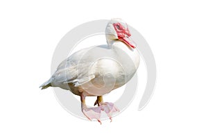 Beautiful white Cairina moschata duck isolated on white background.