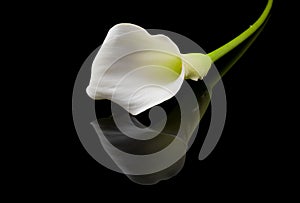 Beautiful white Calla lilies