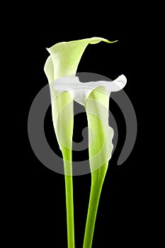 Beautiful white Calla lilies