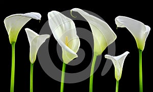 Beautiful white Calla lilies