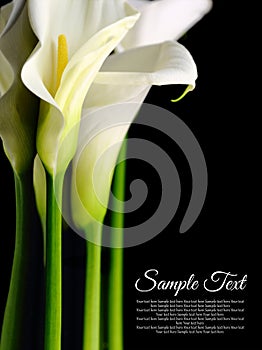 Beautiful white Calla lilies