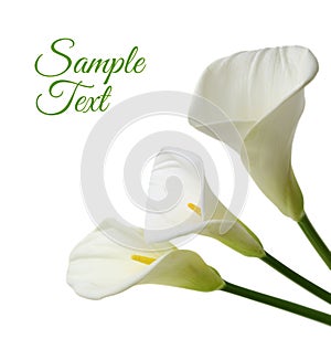 Beautiful white Calla lilies