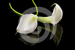 Beautiful white Calla lilly