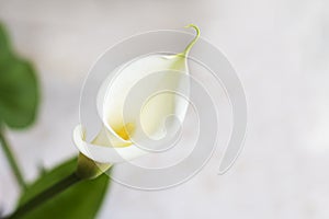 Beautiful white calla lilly blooming