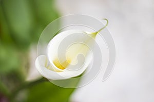 Beautiful white calla lilly blooming